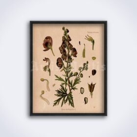 Printable Monkshood, Aconitum Napellus - magical plant, poison herb art - vintage print poster