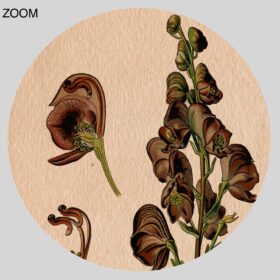 Printable Monkshood, Aconitum Napellus - magical plant, poison herb art - vintage print poster