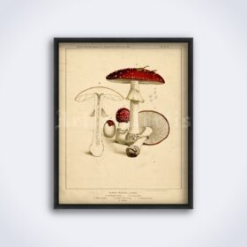 Printable Amanita muscaria - poison, psychoactive, shamanic mushroom - vintage print poster