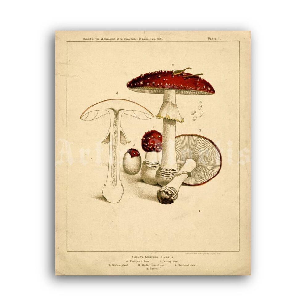 Printable Amanita muscaria - poison, psychoactive, shamanic mushroom - vintage print poster