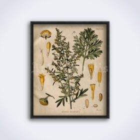 Printable Artemisia Absinthium – psychoactive plant, absinthe, art print - vintage print poster