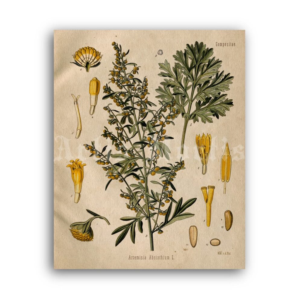 Printable Artemisia Absinthium – psychoactive plant, absinthe, art print - vintage print poster