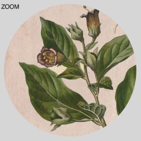 Printable Atropa Belladonna magic plant, poison, Deadly Nightshade print - vintage print poster