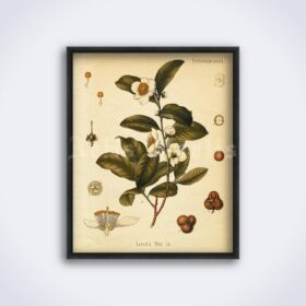 Printable Tea plant, Camellia Thea – green tea, energy drink, aroma herb - vintage print poster