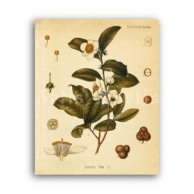 Printable Tea plant, Camellia Thea – green tea, energy drink, aroma herb - vintage print poster