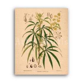 Printable Cannabis botanical illustration – marijuana, psychoactive plant - vintage print poster