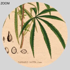 Printable Cannabis botanical illustration – marijuana, psychoactive plant - vintage print poster