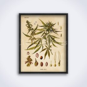 Printable Cannabis sativa plant – marijuana, psychoactive herb print - vintage print poster