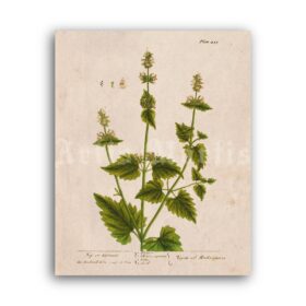 Printable Cat Mint, Mentha Cataria – psychoactive plant botanical art - vintage print poster