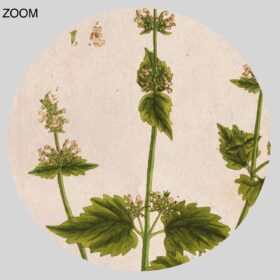 Printable Cat Mint, Mentha Cataria – psychoactive plant botanical art - vintage print poster