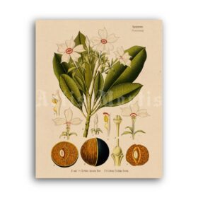Printable Cerbera – poisonous tree, poison, magical plant botanical art - vintage print poster