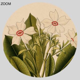 Printable Cerbera – poisonous tree, poison, magical plant botanical art - vintage print poster