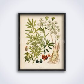 Printable Cicuta virosa – poisonous plant, witchcraft herb botanical art - vintage print poster