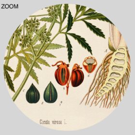 Printable Cicuta virosa – poisonous plant, witchcraft herb botanical art - vintage print poster