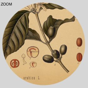 Printable Coffee plant, Coffea Arabica, energy drink, caffeine, botanical art - vintage print poster
