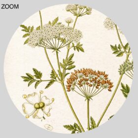 Printable Conium maculatum, Poison Hemlock – toxic plant poster - vintage print poster