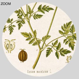 Printable Conium maculatum, Poison Hemlock – toxic plant poster - vintage print poster