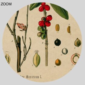 Printable The Wolf's Bast, Daphne Mezereum – witchy plant, poison print - vintage print poster