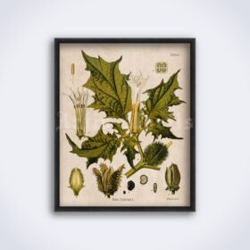 Printable Jimson weed, Datura stramonium - witchy plant, poison print - vintage print poster