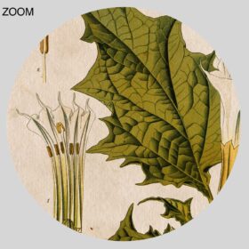 Printable Jimson weed, Datura stramonium - witchy plant, poison print - vintage print poster