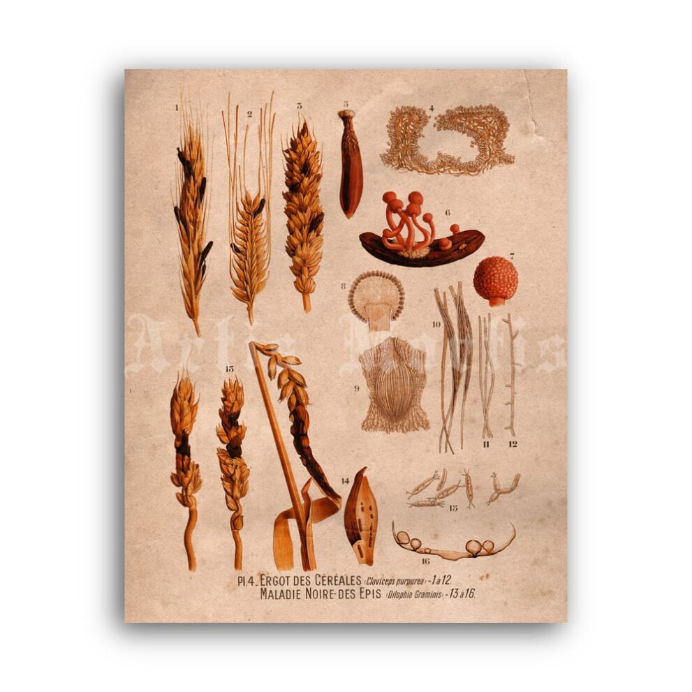 Printable Ergot, hallucinogenic fungi, medieval ergotism, botanical art - vintage print poster