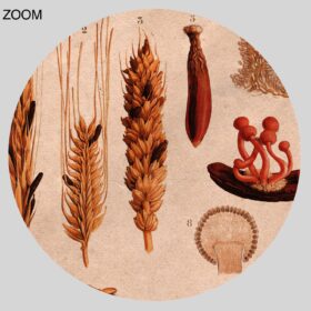 Printable Ergot, hallucinogenic fungi, medieval ergotism, botanical art - vintage print poster