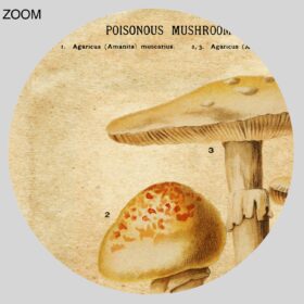 Printable Amanita poisonous mushrooms, psychoactive fungi poster - vintage print poster
