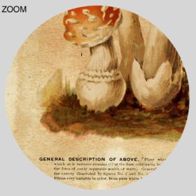 Printable Amanita poisonous mushrooms, psychoactive fungi poster - vintage print poster