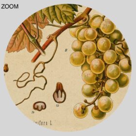 Printable Grape, Vitis vinifera plant – Grapevine, wine, botanical print - vintage print poster