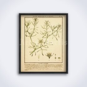 Printable Syrian Rue, Peganum Harmala, shamanic plant, ayahuasca art - vintage print poster