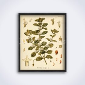 Printable Horsemint, Marrubium Vulgare – magical plant botanical print - vintage print poster