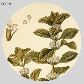 Printable Horsemint, Marrubium Vulgare – magical plant botanical print - vintage print poster