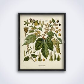 Printable Hops, Humulus Lupulus plant – beer, hop flower botanical art - vintage print poster