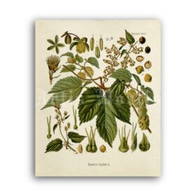 Printable Hops, Humulus Lupulus plant – beer, hop flower botanical art - vintage print poster