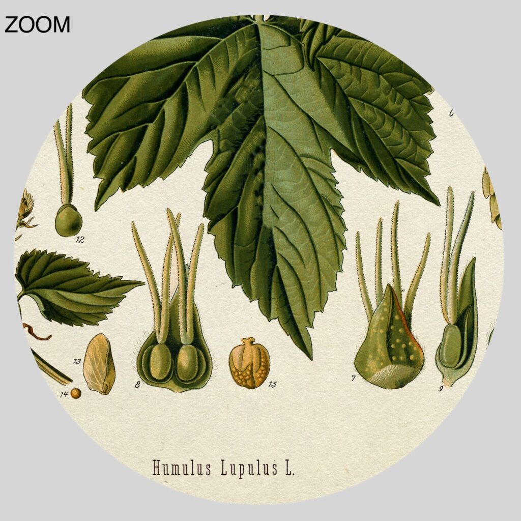 Planche Botanique Art Print poster 173 humulus lupulus Houblon bière 