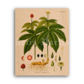 Printable Golden seal, Hydrastis canadensis – Goldenseal magical plant - vintage print poster