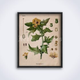 Printable Henbane, Hyoscýamus níger magic herb, poison, botanical art - vintage print poster