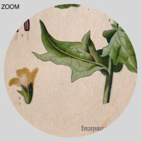 Printable Henbane, Hyoscýamus níger magic herb, poison, botanical art - vintage print poster