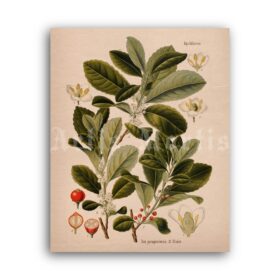 Printable Yerba mate, Ilex paraguariensis – energy herbal drink, tea print - vintage print poster