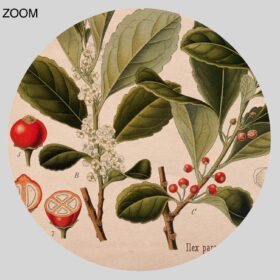 Printable Yerba mate, Ilex paraguariensis – energy herbal drink, tea print - vintage print poster