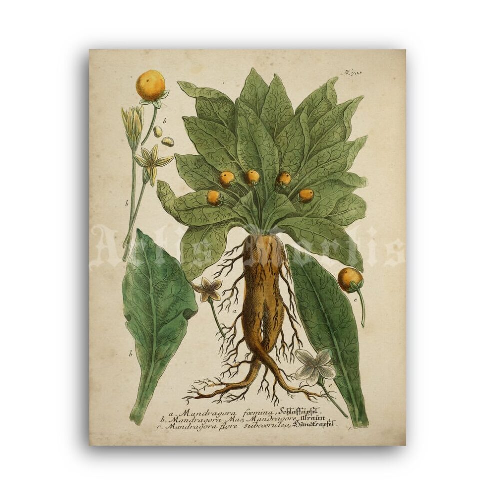 Printable Mandragora – magical plant, Mandrake, witchcraft, wicca art - vintage print poster