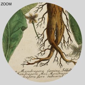 Printable Mandragora – magical plant, Mandrake, witchcraft, wicca art - vintage print poster