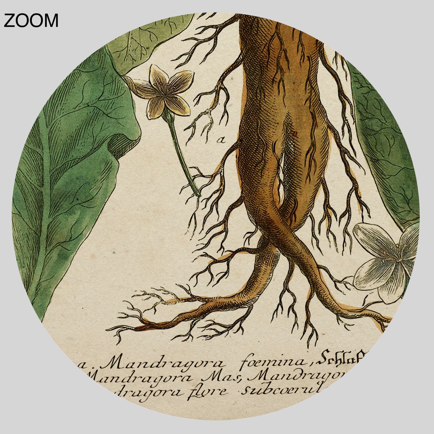 Printable Mandragora magical plant, Mandrake, witchcraft, wicca art