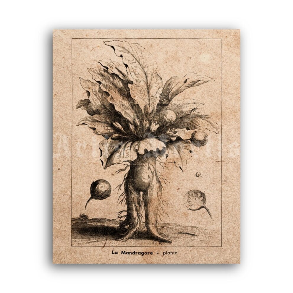 Printable Mandragora, Mandrake – magical plant, herbal magic print - vintage print poster