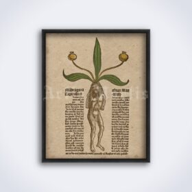 Printable Mandrake Male Root, Mandragora magical plant medieval art - vintage print poster