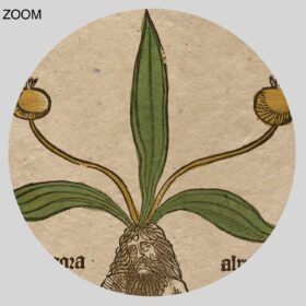 Printable Mandrake Male Root, Mandragora magical plant medieval art - vintage print poster