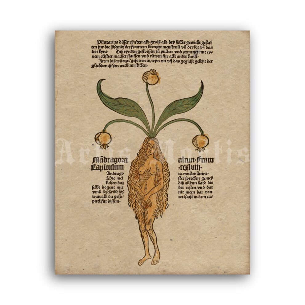 Printable Mandrake Female Root, Mandragora magical plant medieval art - vintage print poster