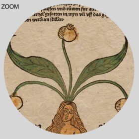 Printable Mandrake Female Root, Mandragora magical plant medieval art - vintage print poster