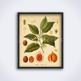 Printable Myristica fragrans - aroma plant, psychoactive herb print - vintage print poster