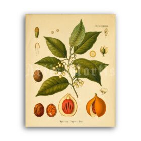 Printable Myristica fragrans - aroma plant, psychoactive herb print - vintage print poster
